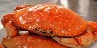 Nanaimo美味珍宝蟹（Dungeness Crab）