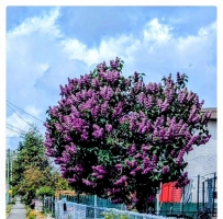 ·ҰƯ