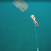 巨型Halibut（大比目鱼）水下咬钩的视频