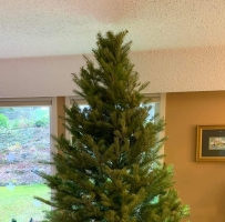 买到了一棵完美的圣诞树