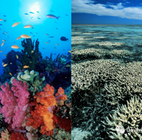 This might be an essential species towards saving these reefs...