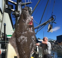 【视频】温哥华岛附近钓到的超级大鱼 — Halibut (大比目鱼)