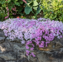 花园里忽然发现这片紫色的小花朵，清新脱俗