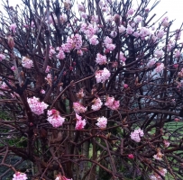 ������ǰ����