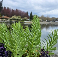 Downtown������Ũ