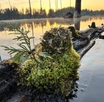 westwood lake Ư���ռ�