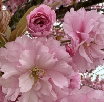 �߽�ӣ��ʢ���ļ���